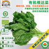有机蔬菜 根达菜250g欧盟认证 牛皮菜 全国发货满额包邮 商品缩略图0