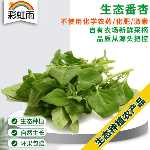 彩虹雨 北京农场配送 生态蔬菜 番杏250g  京津冀满百包邮 商品图0