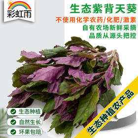 彩虹雨 生态蔬菜 紫背天葵250g 全国发货满额包邮