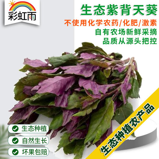 彩虹雨 生态蔬菜 紫背天葵250g 全国发货满额包邮 商品图0