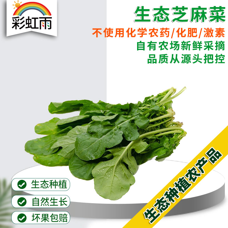 彩虹雨农场 新鲜生态蔬菜 芝麻菜100g  全国发货满额包邮