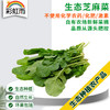 彩虹雨农场 新鲜生态蔬菜 芝麻菜100g  全国发货满额包邮 商品缩略图0