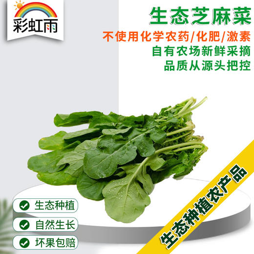 彩虹雨农场 新鲜生态蔬菜 芝麻菜100g  全国发货满额包邮 商品图0