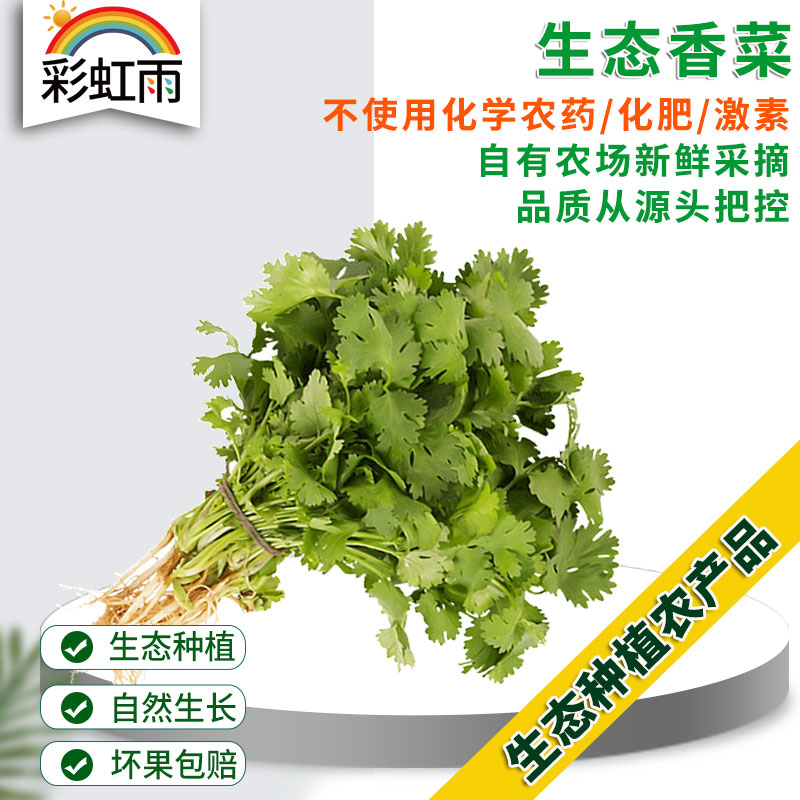全国满额包邮 彩虹雨 新鲜 生态蔬菜 香菜100g 2两 北京农场