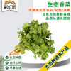 全国满额包邮 彩虹雨 新鲜 生态蔬菜 香菜100g 2两 北京农场 商品缩略图0