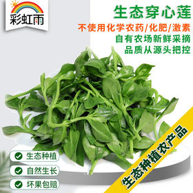 全国发货满额包邮 新鲜生态蔬菜 青菜穿心莲250g 彩虹雨北京农场