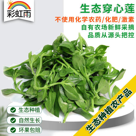 全国发货满额包邮 新鲜生态蔬菜 青菜穿心莲250g 彩虹雨北京农场 商品图0