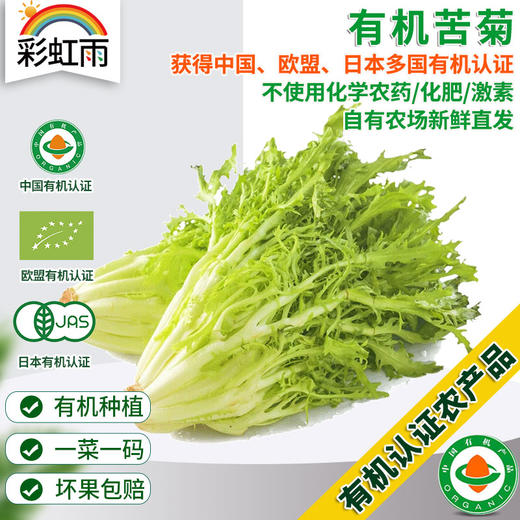 有机蔬菜 苦菊250g  欧盟认证新鲜青菜蔬菜 全国发货满额包邮 商品图0