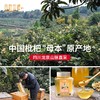 田野牧蜂成熟枇杷蜜苏先生高活性蜂蜜孕妇儿童成人适用 商品缩略图4