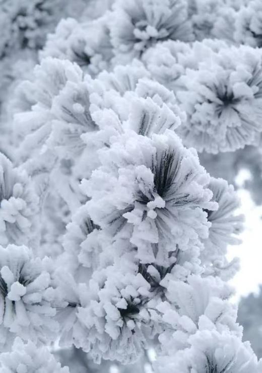 【智行研学舍】2月8/10日“踏雪寻凇一日营” 商品图7