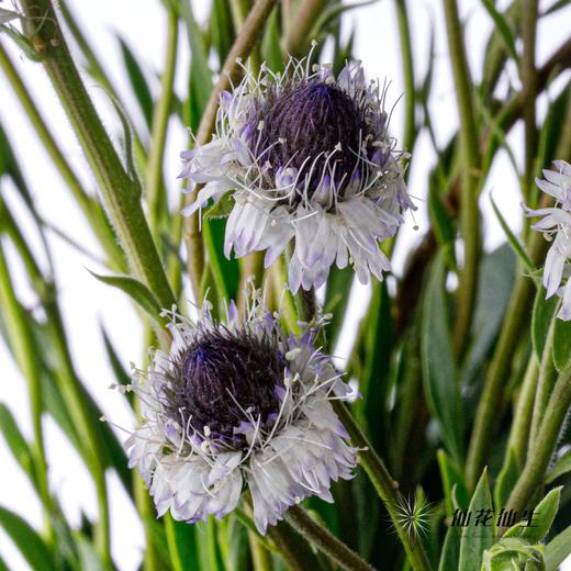 配花 | 蓝眼睛 商品图2