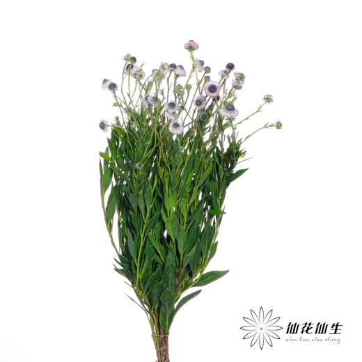 配花 | 蓝眼睛 商品图8