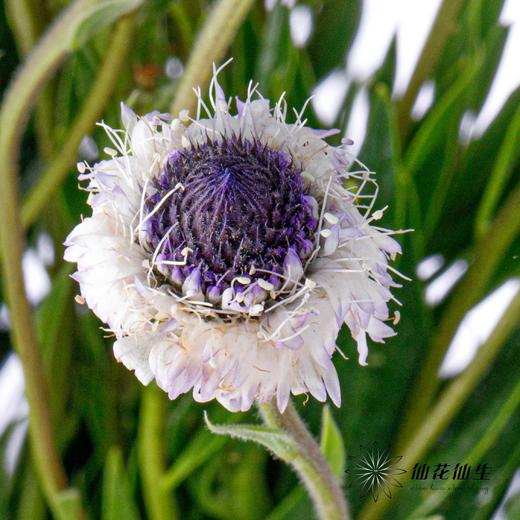 配花 | 蓝眼睛 商品图1