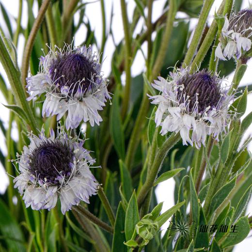 配花 | 蓝眼睛 商品图7