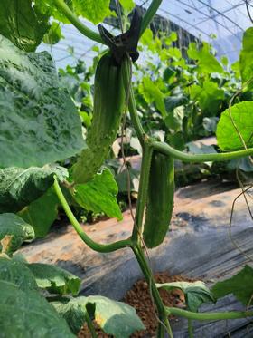 【鸿翠园招牌菜】鸿翠园 有机地黄瓜