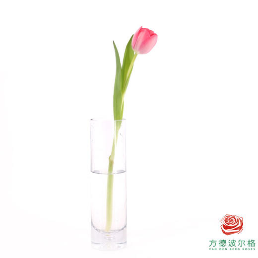 【单瓣郁金香】 嫣然 10枝一扎 商品图5