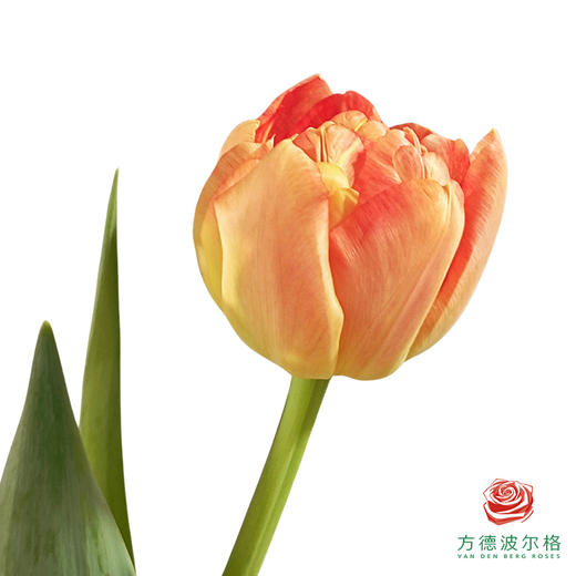 【重瓣郁金香】 柑橘芝士 10枝一扎 商品图0