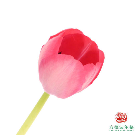 【单瓣郁金香】 嫣然 10枝一扎 商品图0