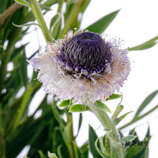 配花 | 蓝眼睛 商品图3