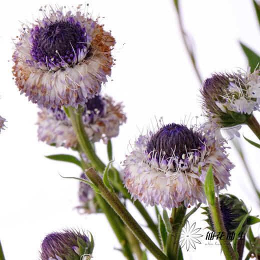 配花 | 蓝眼睛 商品图9