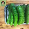 【鸿翠园招牌菜】鸿翠园 有机地黄瓜 商品缩略图5