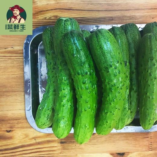 【鸿翠园招牌菜】鸿翠园 有机地黄瓜 商品图5