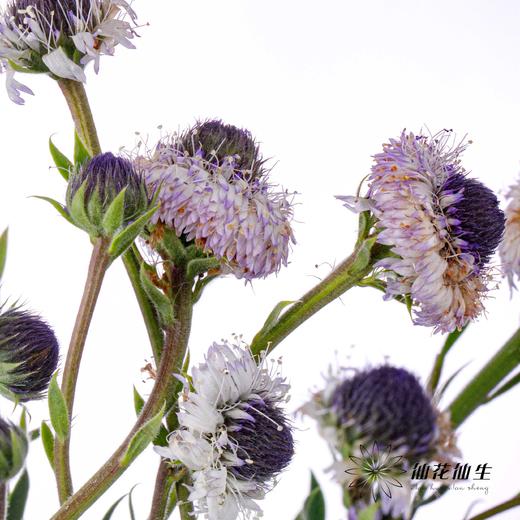 配花 | 蓝眼睛 商品图0