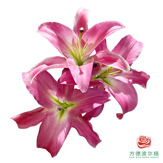 VDB百合-竟争 5枝一扎 商品图0