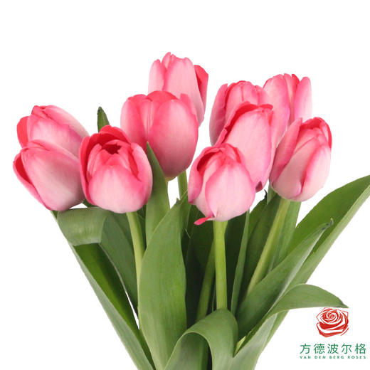 【单瓣郁金香】 嫣然 10枝一扎 商品图2