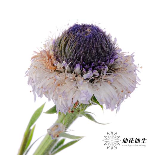 配花 | 蓝眼睛 商品图5