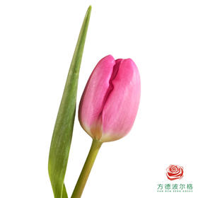 【单瓣郁金香】 西西里 10枝一扎