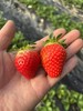 小辉草莓🍓(红颜草莓)，限北京同城闪送！ 商品缩略图1