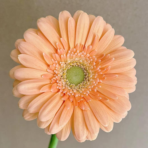 弗朗菊｜小人鱼｜10支 商品图1