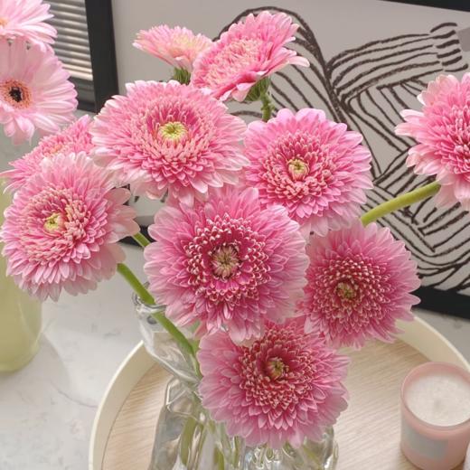 弗朗菊丨蕾丝泡泡丨10支 商品图1