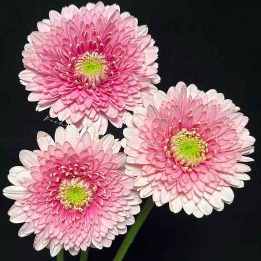 弗朗菊丨蕾丝泡泡丨10支 商品图0