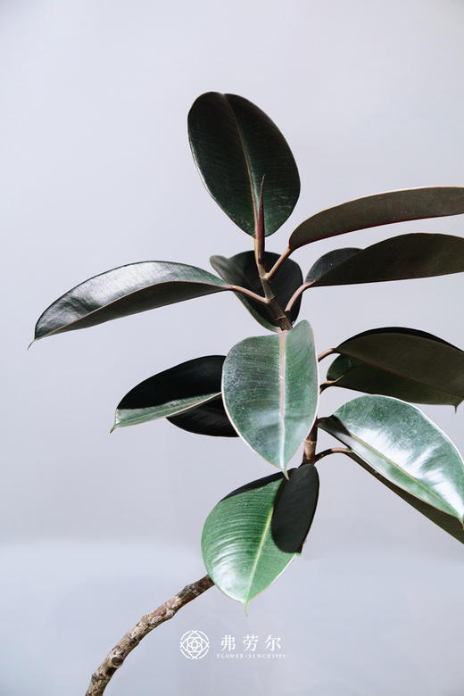 造型黑金刚 商品图1