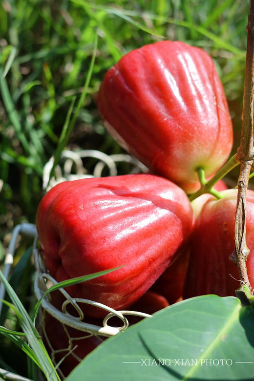 ‼️‼️端午节福利【海南莲雾】3斤装中果，顺丰陆运，新鲜 商品图4