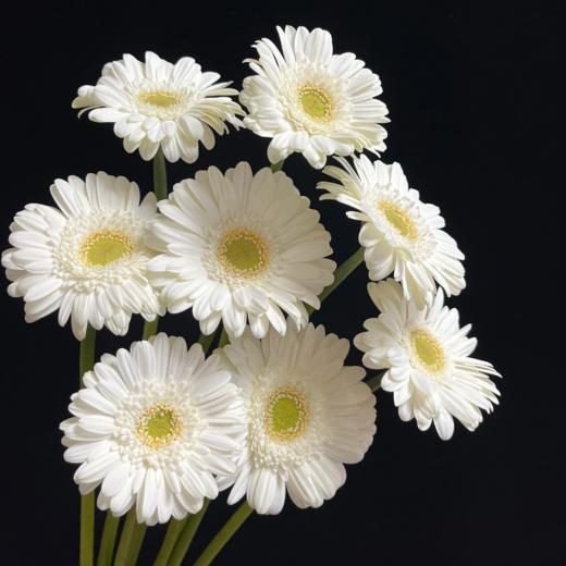 弗朗菊丨波特丨10支 商品图0