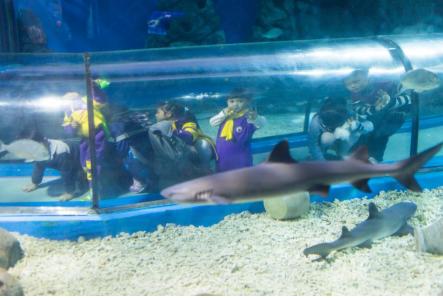 罗源湾海洋世界年卡【MJ】 商品图1