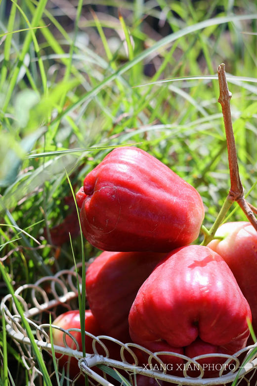 ‼️‼️端午节福利【海南莲雾】3斤装中果，顺丰陆运，新鲜 商品图3