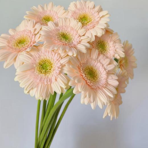 弗朗菊丨圣托里尼丨10支 商品图1