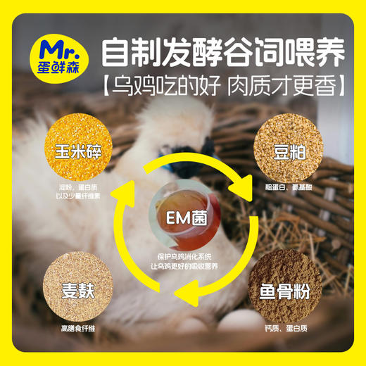 乌鸡 3只【地道老品种】 蛋鲜森 肉质细腻 鲜活宰杀 谷饲喂养 商品图3