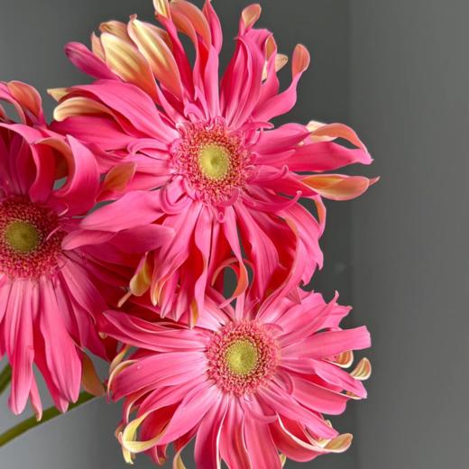 弗朗菊丨北海道丨10支 商品图0