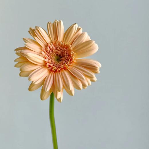 弗朗菊丨巴黎丨10支 商品图0