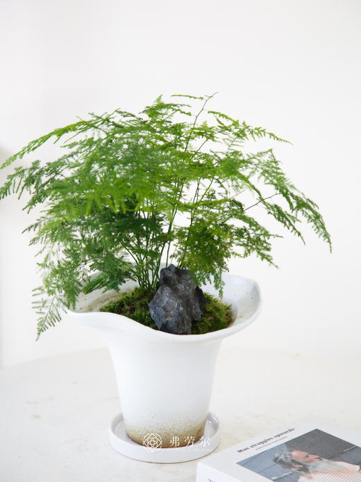 文竹盆栽 商品图0