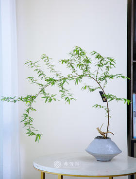 粉合欢