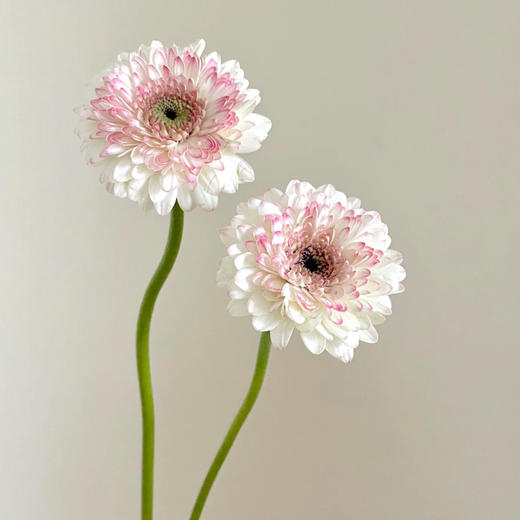 弗朗菊｜西雅图｜10支 商品图1