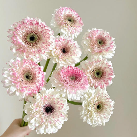 弗朗菊｜西雅图｜10支 商品图0