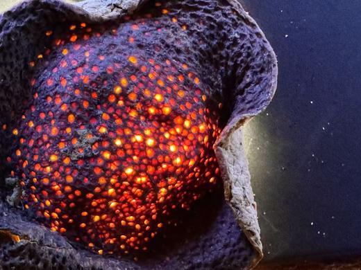 2013年 药食同源 新会陈皮  2013天马  自然陈化   杜绝做旧 250克起 商品图5