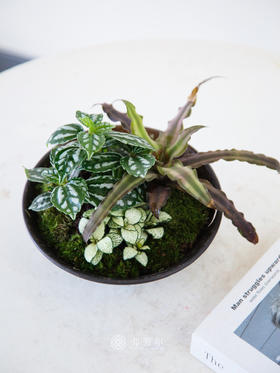 苔藓组合盆栽